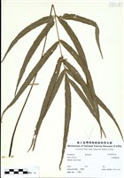 藏品(大葉鳳尾蕨)的圖片